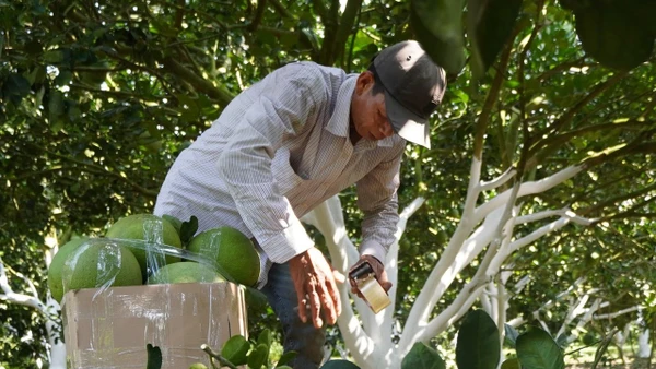 Từ tháng 7/2024 bưởi sẽ là loại quả tươi thứ ba của Việt Nam được phép nhập khẩu vào thị trường Hàn Quốc. Nguồn ảnh Saigon Co.op