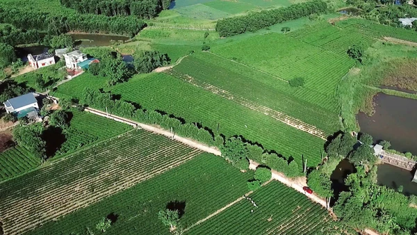 Hiện nay diện tích trồng chè của huyện Hải Hà là 800ha.