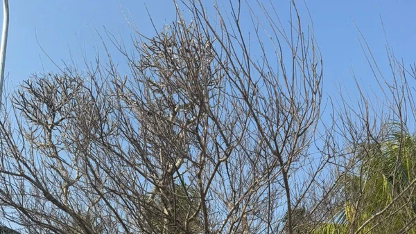 Cây đào được chiết từ cây mẹ tại Di tích lịch sử Nhà tù Sơn La.