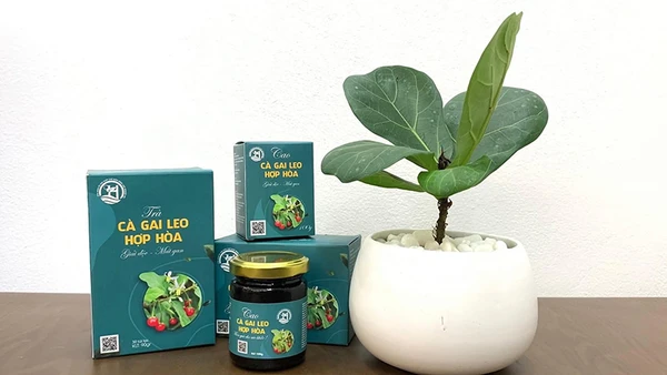 Trà cà gai leo Hợp Hòa, sản phẩm OCOP của Tuyên Quang. (Ảnh: OCOP Sơn Dương, Tuyên Quang)