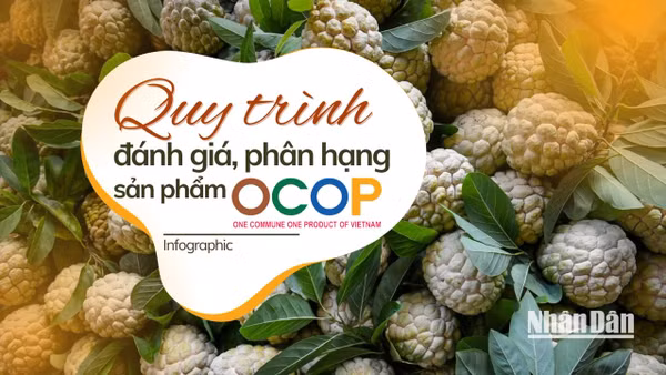 [Infographic] Quy trình đánh giá, phân hạng sản phẩm OCOP 