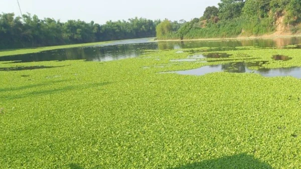 Sông Lục Nam bị bèo và nước đen bốc mùi hôi thối đoạn xã Phượng Sơn, Lục Ngạn, Bắc Giang.