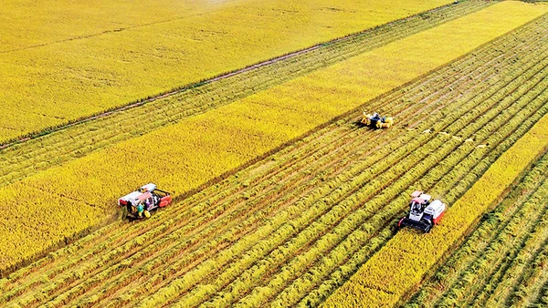 Việt Nam đã khẳng định được vị thế có thể làm ra được gạo có phẩm cấp cao. Ảnh: Lê Hoàng Thái