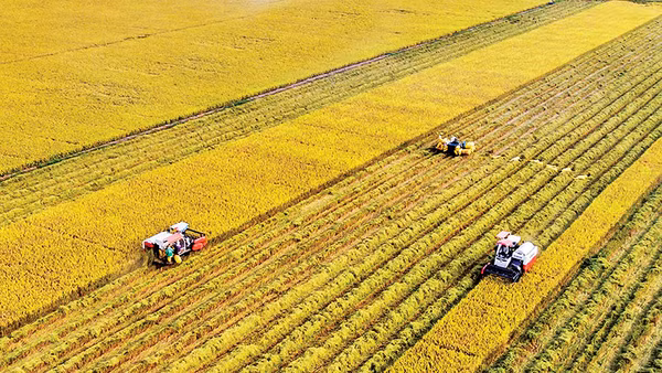 Việt Nam đã khẳng định được vị thế có thể làm ra được gạo có phẩm cấp cao. Ảnh: Lê Hoàng Thái