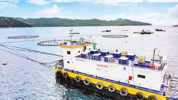 Hệ thống cho ăn tự động trong nuôi thủy sản của Công ty TNHH Thủy sản Australis Việt Nam. (Ảnh Minh Anh)