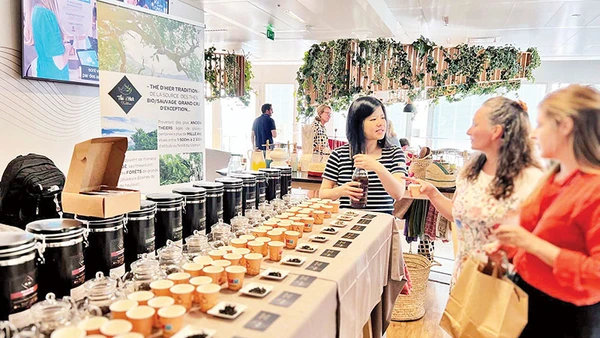 Huyền Montreau giới thiệu trà shan cổ thụ Việt Nam tại Pháp.