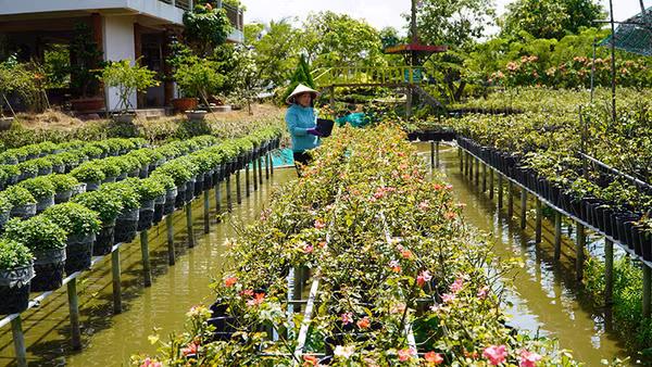 Chăm sóc hoa tại Vườn hồng Tư Tôn, thành phố Sa Đéc. (Ảnh: HỮU NGHĨA)