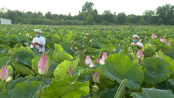 Sản phẩm OCOP ở quê hương đất sen hồng