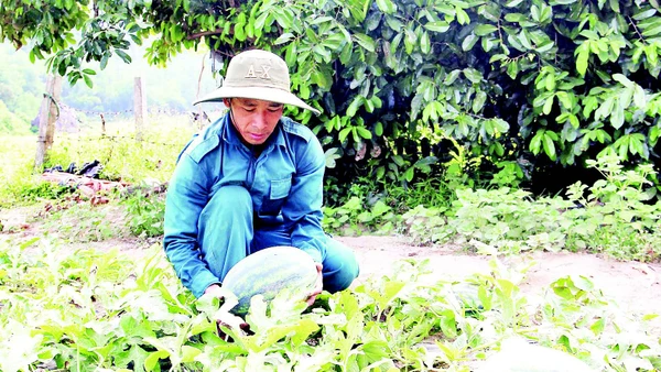 Dưa hấu Trường Định ngọt nổi tiếng.