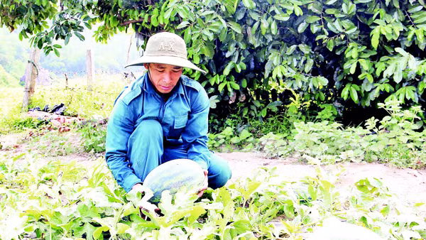 Dưa hấu Trường Định ngọt nổi tiếng.