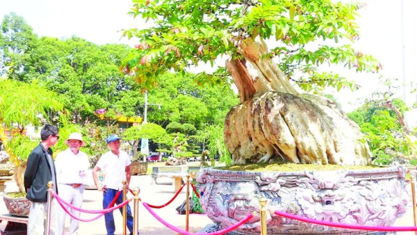 Mang dáng hình độc đáo tựa như một con rùa, cây bằng lăng 200 năm tuổi thu hút đông đảo người dân đến chiêm ngưỡng.