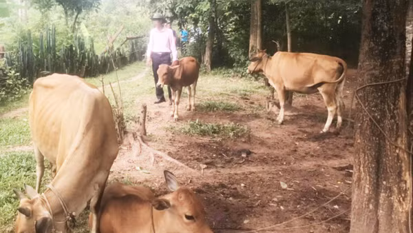 Nhiều hộ dân ở huyện Hướng Hóa được vay vốn, đầu tư vào chăn nuôi gia súc.