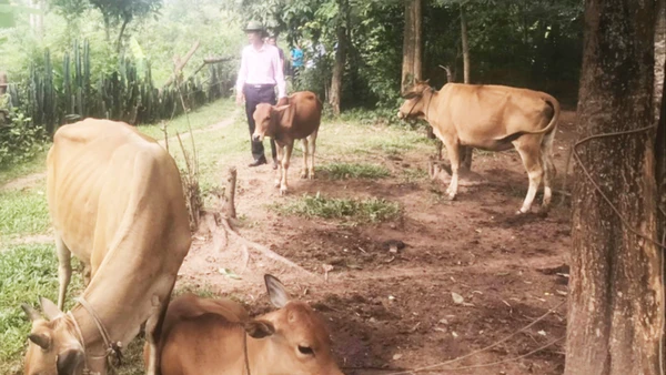 Nhiều hộ dân ở huyện Hướng Hóa được vay vốn, đầu tư vào chăn nuôi gia súc.