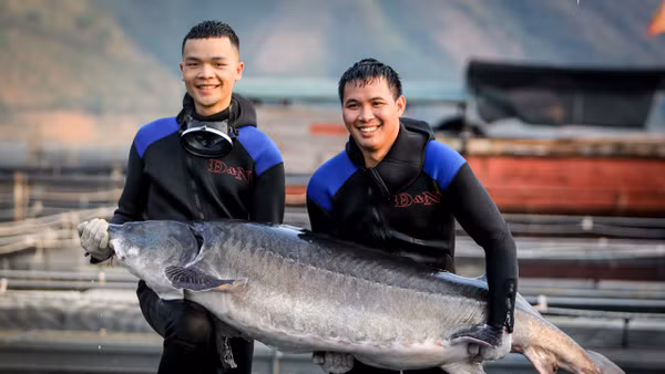 Cá tầm là loại thủy sản nuôi cho giá trị kinh tế cao. Ảnh: CATAVIET