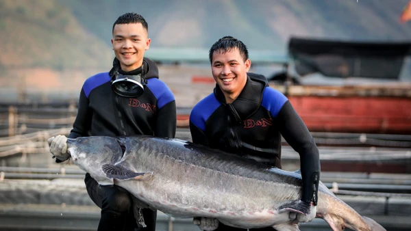 Cá tầm là loại thủy sản nuôi cho giá trị kinh tế cao. Ảnh: CATAVIET