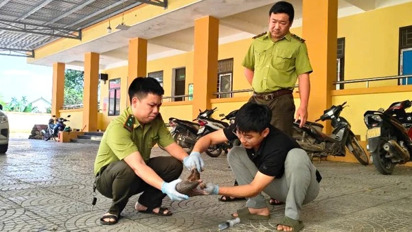 Bác sĩ thú y của Trung tâm kiểm tra sức khỏe, sơ cứu ban đầu cho cá thể Tê tê Java.