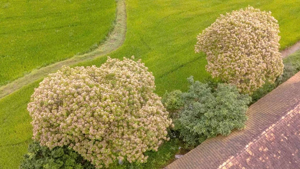 Từ tháng 3 đến tháng 4 hằng năm, hoa bún ở Lệ Thủy nở vàng, cây như chiếc ô hoa khổng lồ che một góc trời