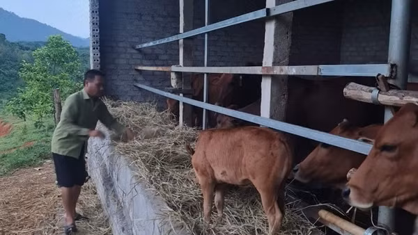 Nhờ vay vốn của Ngân hàng Chính sách xã hội Quế Phong mà gia đình ông Dương Văn Quỳnh ở bản Long Quang đã phát triển được đàn bò 16 con và thoát nghèo.