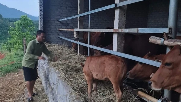 Nhờ vay vốn của Ngân hàng Chính sách xã hội Quế Phong mà gia đình ông Dương Văn Quỳnh ở bản Long Quang đã phát triển được đàn bò 16 con và thoát nghèo.