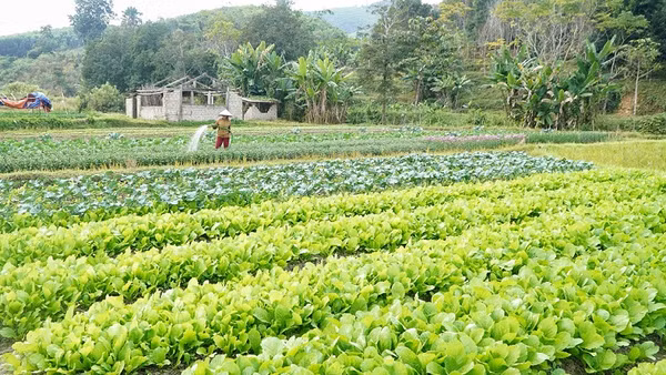 Trồng rau sạch tăng thêm thu nhập cho người dân xóm Hải Lâm (Mường Nọc).