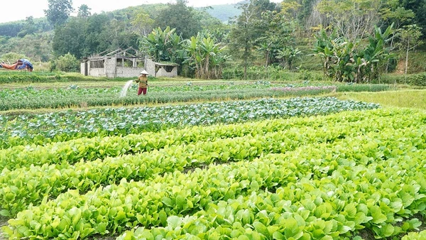 Trồng rau sạch tăng thêm thu nhập cho người dân xóm Hải Lâm (Mường Nọc).