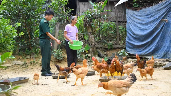 Đàn gà của gia đình bà Xỉnh do Đồn Biên phòng Phúc Sơn hỗ trợ phát triển tốt.