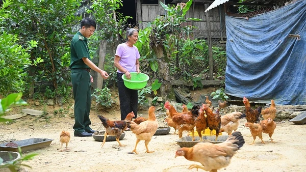 Đàn gà của gia đình bà Xỉnh do Đồn Biên phòng Phúc Sơn hỗ trợ phát triển tốt.