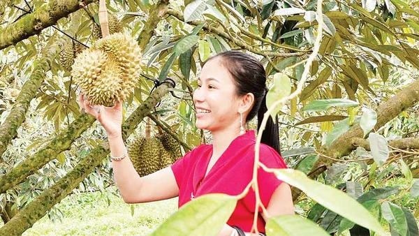  Chăm sóc sầu riêng tại tỉnh Đồng Nai. (Ảnh M.S)