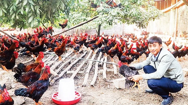 Bình quân giá trị sản xuất của một trang trại ở khu vực nông thôn của tỉnh Thái Nguyên đạt 2,2 tỷ đồng/năm. (Ảnh TÙNG LÂM)