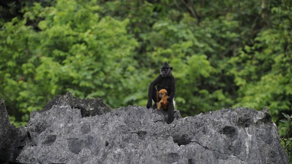 Bảo tồn thiên nhiên là chìa khóa cho phát triển kinh tế xanh bền vững. (Ảnh: CCD)