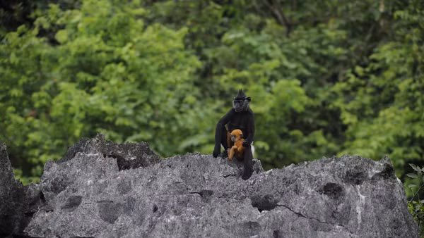 Bảo tồn thiên nhiên là chìa khóa cho phát triển kinh tế xanh bền vững. (Ảnh: CCD)