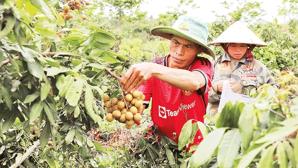 Vườn nhãn Hương Chi trồng trên vùng dung nham núi lửa của gia đình ông Hoàng Văn Đằng đã bước vào giai đoạn thu hoạch chính vụ.