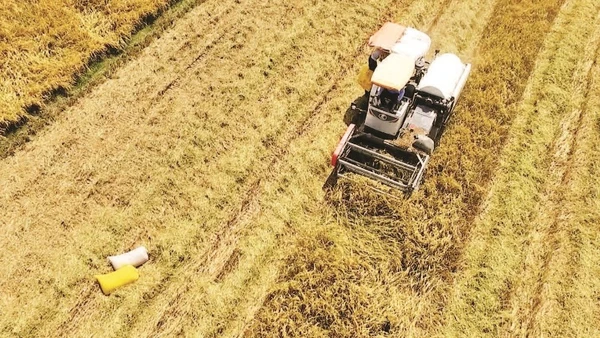 Thu hoạch lúa nhìn từ trên cao.