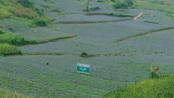 Người dân Bắc Hà, Lào Cai trồng cây Cát cánh.