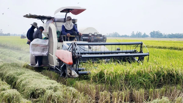 Thu hoạch lúa từ Đề án 1 triệu ha lúa chất lượng cao của Hợp tác xã Vinacam, ở xã Nam Thái Sơn, huyện Hòn Đất, tỉnh Kiên Giang. 