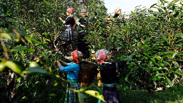 Chè Suối Giàng: Câu chuyện kết tụ tinh hoa của sản phẩm OCOP