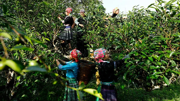 Chè Suối Giàng: Câu chuyện kết tụ tinh hoa của sản phẩm OCOP