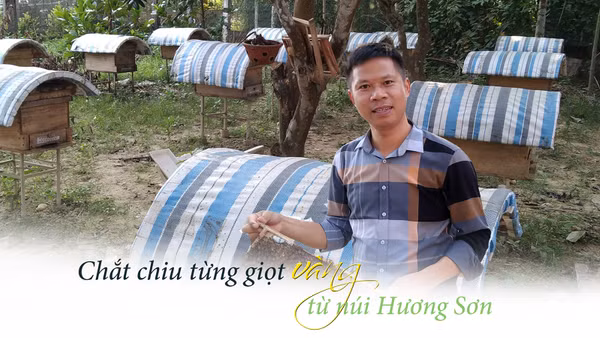 Chắt chiu giọt vàng từ núi Hương Sơn
