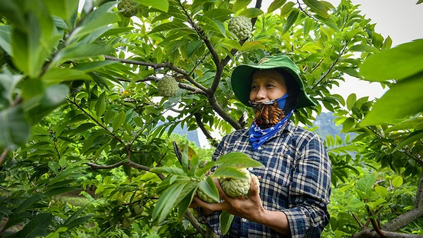 Người dân huyện Chi Lăng, tỉnh Lạng Sơn thu hoạch na. (Ảnh: Thành Đạt)