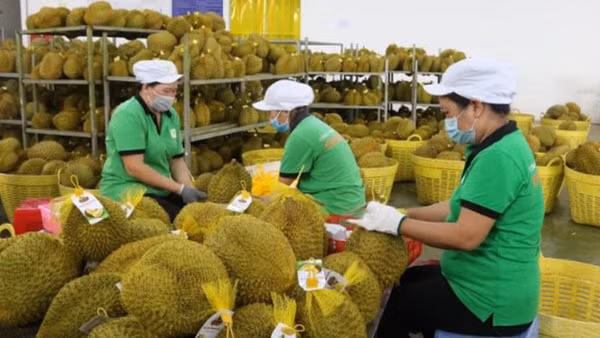 Sản phẩm trái sầu riêng đạt OCOP 4 sao của Công ty trách nhiệm hữu hạn Xuất nhập khẩu trái cây Chánh Thu (Bến Tre).