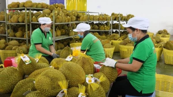 Sản phẩm trái sầu riêng đạt OCOP 4 sao của Công ty trách nhiệm hữu hạn Xuất nhập khẩu trái cây Chánh Thu (Bến Tre).