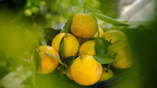 “Định vị thương hiệu Cam Bảo Phương bằng những sản phẩm tinh hoa nhất!”