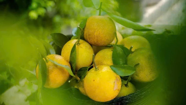 “Định vị thương hiệu Cam Bảo Phương bằng những sản phẩm tinh hoa nhất!”