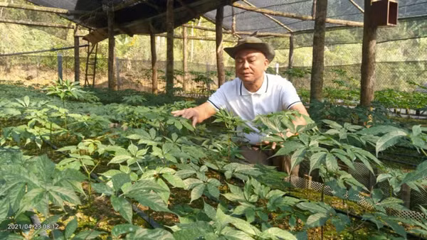 Sâm Ngọc Linh: Cây thuốc quý bén duyên đất Sơn La