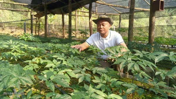 Sâm Ngọc Linh: Cây thuốc quý bén duyên đất Sơn La