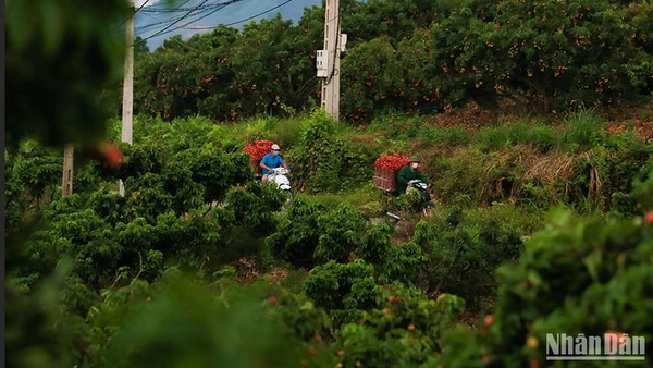 Người dân Lục Ngạn (Bắc Giang) thu hoạch vải thiều. (Ảnh: Thành Đạt)
