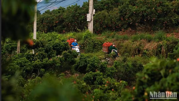 Người dân Lục Ngạn (Bắc Giang) thu hoạch vải thiều. (Ảnh: Thành Đạt)