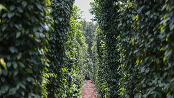 Hợp tác xã Hồ tiêu Vĩnh Linh và sứ mệnh định vị thương hiệu tiêu Vĩnh Linh