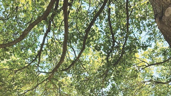 Ngày hạ chí rộn ràng.