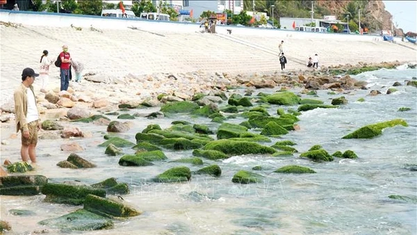 Du khách chụp ảnh tại bãi đá rêu Nhơn Hải. (Ảnh: TTXVN)